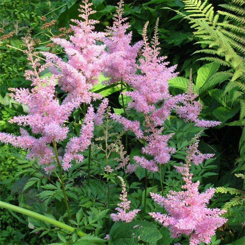 Egrow 50 Pcs/Pack Astilbe Seeds Chinese Astilbe Plant Astilbe Chinensis Flower Seeds