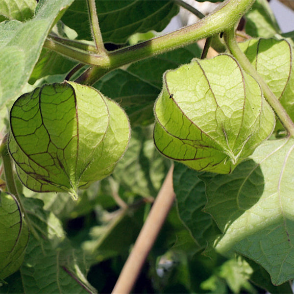 Egrow 20Pcs/pack Physalis Seeds Garden Fruit Flower Latern Golden Berry Tree Seeds