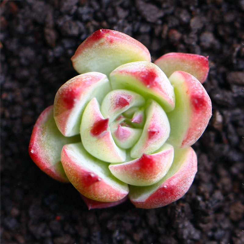 Egrow 100Pcs/Pack Echeveria Succulents Lithops Seeds Home Garden Bonsai Flower Seeds Planting