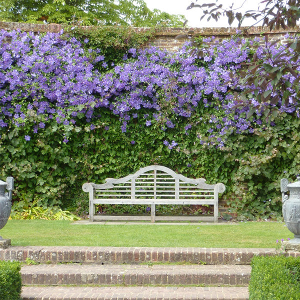 Egrow 100Pcs Home Gardening Clematis Floride Thunb Flower Seeds Home Bonsai Plant