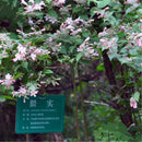 Egrow 50 Pcs/Pack Kolkwitzia Seeds Kolkwitzia Tree Plant Kolkwitzia Amabilis Geaebn