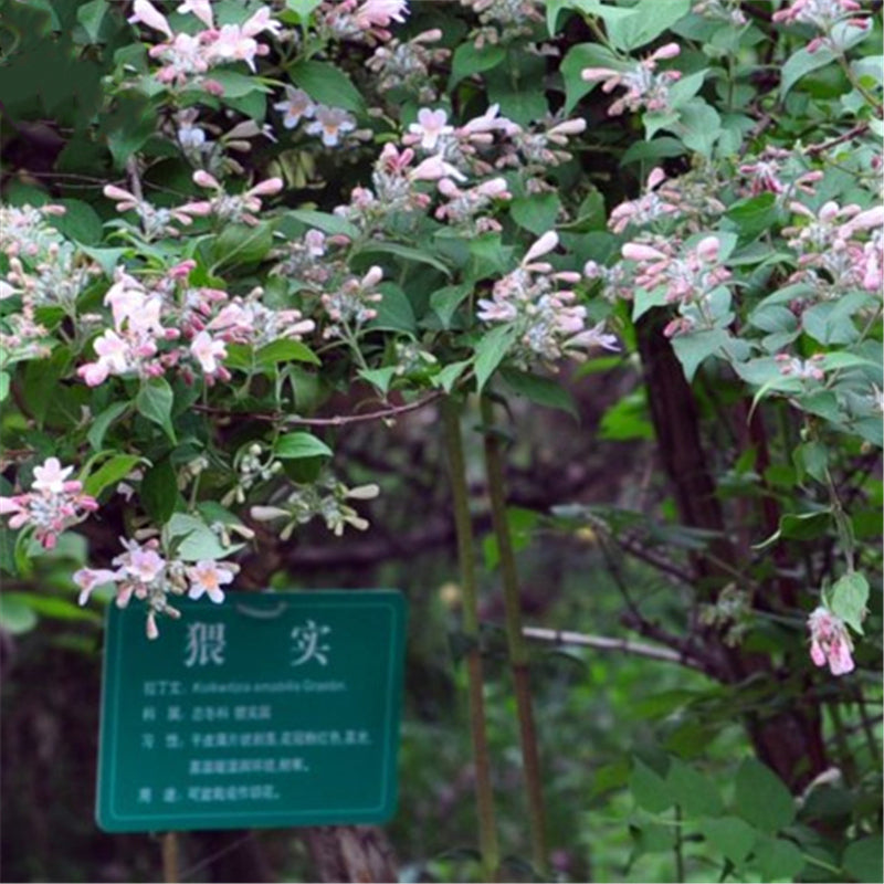 Egrow 50 Pcs/Pack Kolkwitzia Seeds Kolkwitzia Tree Plant Kolkwitzia Amabilis Geaebn