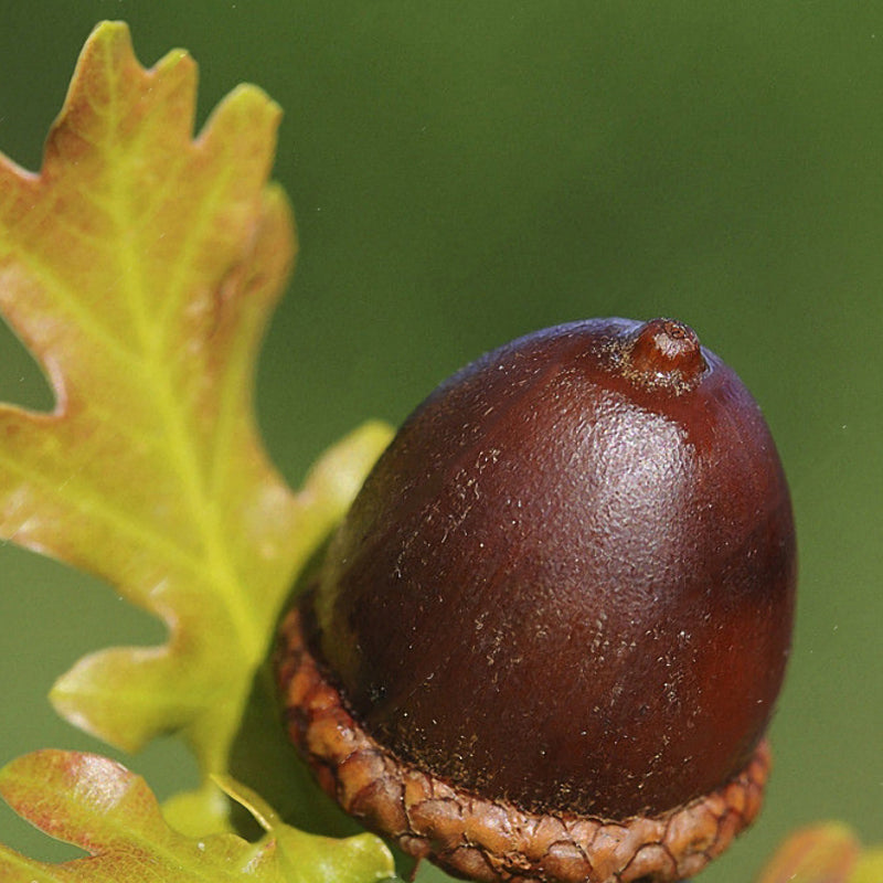 Egrow10Pcs/Bag Oak Seeds American Tree Vitality Long Ancient Species Outdoor Rare Fruit Plant Seeds
