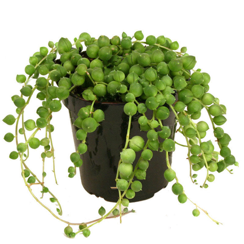 Egrow50Pcs/Bag Pearl Chlorophytum Seeds Pearl Chlorophytum Succulent Plants Bonsai Beads Seeds