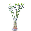 Egrow 30 PCS/Pack Bamboo Bonsai Seeds Potted Plants Purify Dracaena Plantas Planting Simple for Gardening