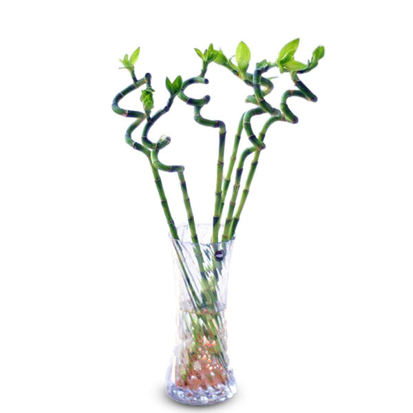 Egrow 30 PCS/Pack Bamboo Bonsai Seeds Potted Plants Purify Dracaena Plantas Planting Simple for Gardening