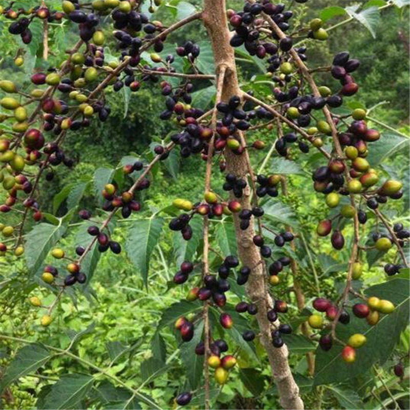 Egrow 40 Pcs/Pack Brucea Javanica Tree Seeds Brucea Javanica Plant Java Brucea Tree Herb