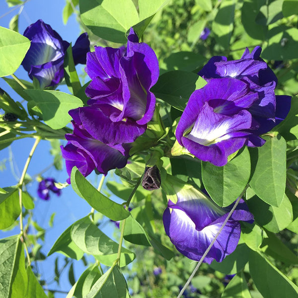 Egrow 50Pcs Purple Clitoria Ternatea Seeds Home Garden Bonsai Outdoor Climbing Seeds