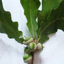 Egrow10Pcs/Bag Oak Seeds American Tree Vitality Long Ancient Species Outdoor Rare Fruit Plant Seeds