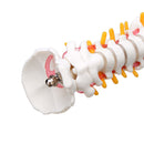 Lifesize Human Vertebral Column Model Spine Anatomy Model Vertebrae Skeleton Nerves Medical Model