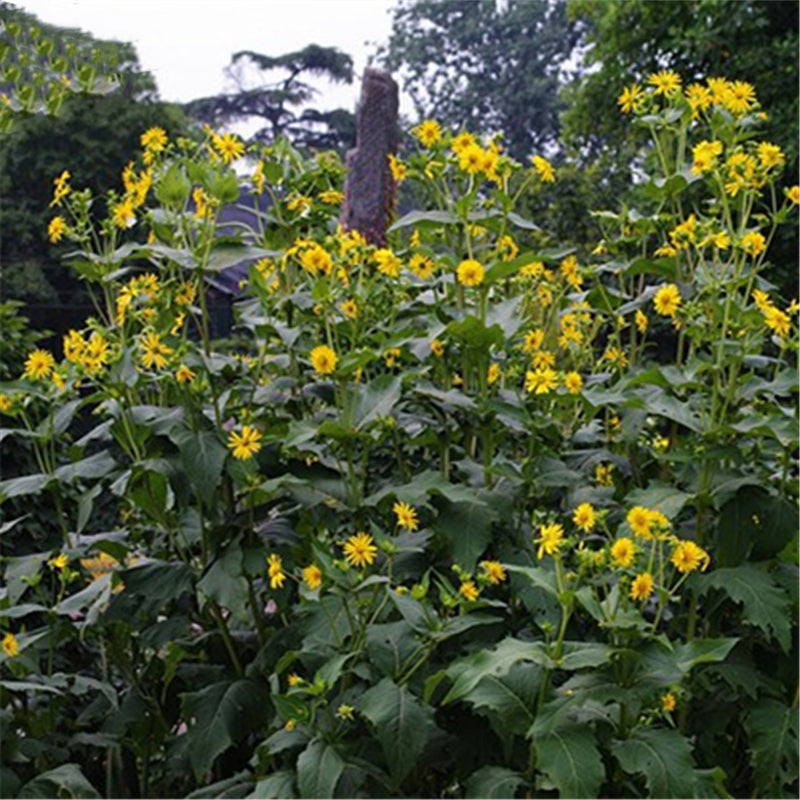 Egrow 50 Pcs/Pack Silphium Seeds Silphium Perfoliatum Grass Plant Home Garden Decoration