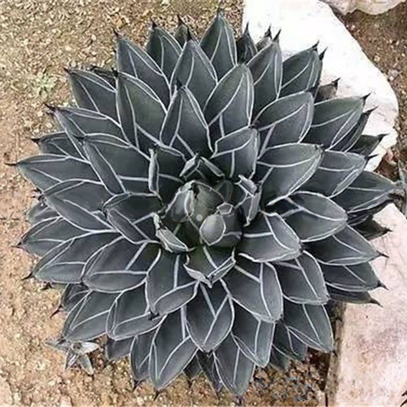 Egrow 100Pcs/Pack Aloe Cacti Agave Seeds Rare Succulent Plants Indoor Planta Agave-Americana Potted Agave Plants For Home Garden