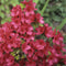 Egrow 100 Pcs/Pack Azalea Seeds Azalea Tree Plant Rhododendron Simsii Flower Seeds Home Garden Decoation