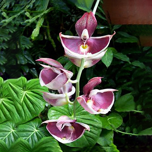 Egrow 100pcs/Bag Paphiopedilum Orchid Seeds Orchid Bonsai Plants Flowers Seeds for Home Garden Plant