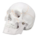 Life Size Human Anatomical Anatomy Head Skeleton Skull Teaching Medical Model Precise