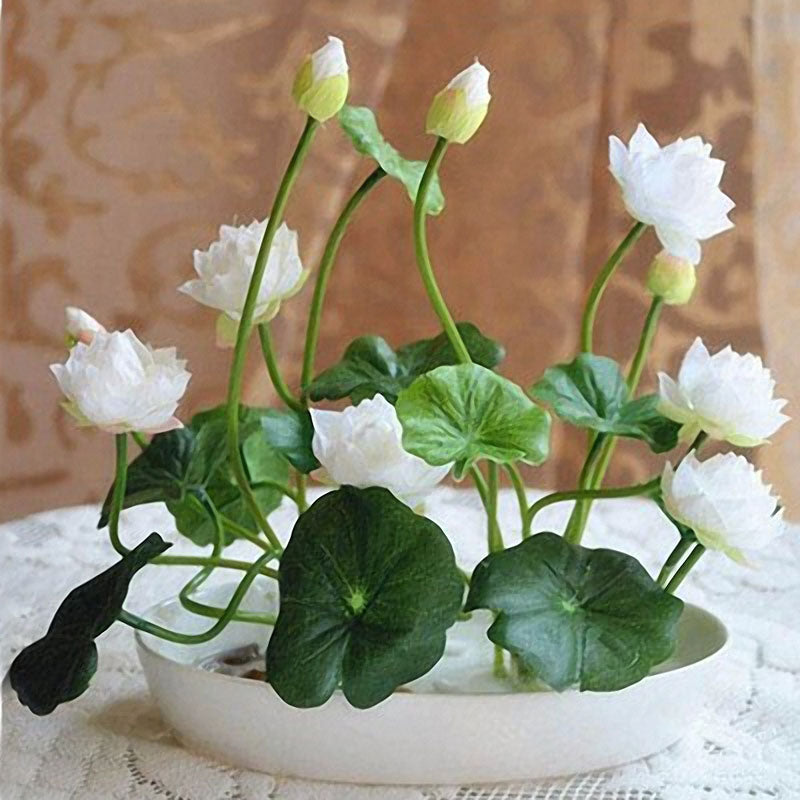 Egrow 5Pcs Lotus Seeds Blue Green Bowl Lotus Water Lily Seeds Rare Aquatic Flower Plant Seed