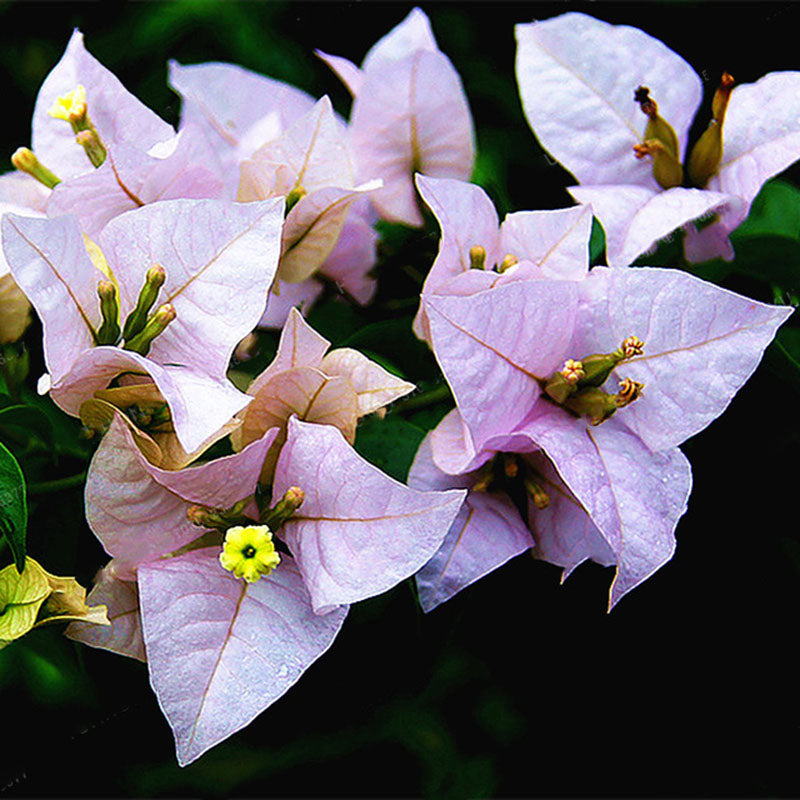 Egrow 100Pcs/Pack Colorful Bougainvillea Flower Seeds Spectabilis Willd Plants Perennial Flower Garden Bonsai Potted Plant