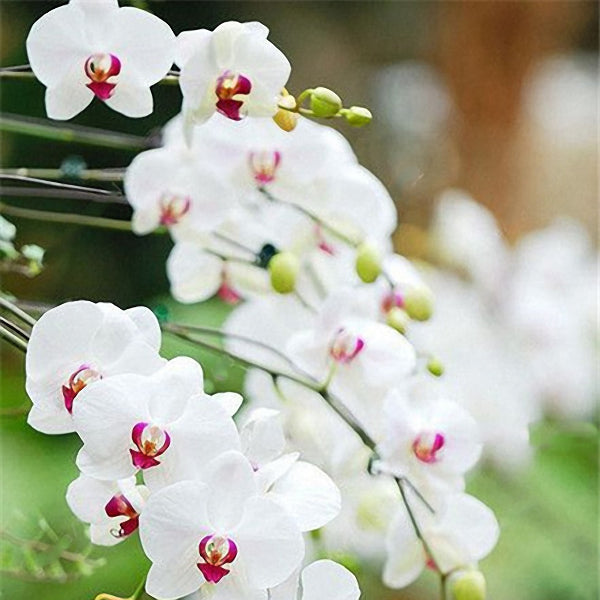 Egrow 100Pcs/Bag Cymbidium Orchid Seeds Silk Butterfly Orchid Artificial Flower Wedding Decoration