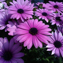 30Pcs African Blue Eyed Daisy Seeds Osteospermum Seeds Mix Color Flower