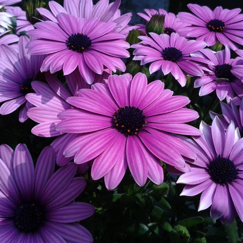 30Pcs African Blue Eyed Daisy Seeds Osteospermum Seeds Mix Color Flower