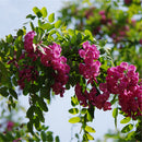 Egrow 50 Pcs/Pack Sophora Tonkinensi Tree Seeds Sophora Tonkinensi Tree Plant Flower Seeds