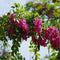 Egrow 50 Pcs/Pack Sophora Tonkinensi Tree Seeds Sophora Tonkinensi Tree Plant Flower Seeds
