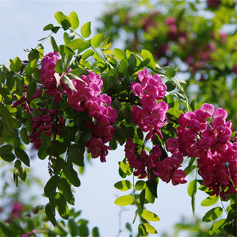Egrow 50 Pcs/Pack Sophora Tonkinensi Tree Seeds Sophora Tonkinensi Tree Plant Flower Seeds