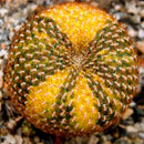 Egrow 10Pcs/Pack Astrophytum Ornatum Potted Succulent Lithops Flower Bonsai Seeds