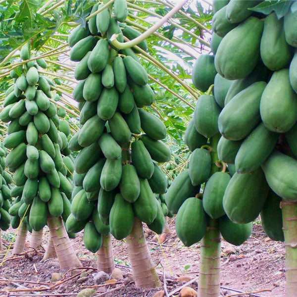 Egrow 15Pcs/Pack Carica Papaya Seeds Organic Edible Fruit Sweet Papaya Bonsai Outdoor Tree Seed