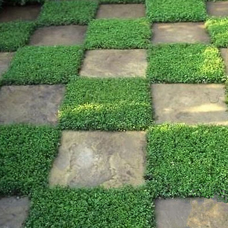 Egrow100Pcs/Bag Ground Cover Green Seeds Herniaria Glabra Seeds Grow in Poor Soil Lawn Carpet Seeds