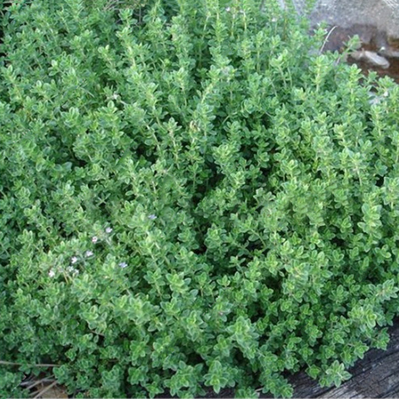 Egrow 200Pcs/Pack Thyme Seeds Green Lemon Thyme Grass Bonsai Herb Garden Plant Vegetable Bonsais Thymus Citriodorus Mosquito Repelling Creeping