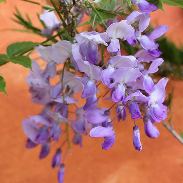 Egrow 10Pcs/Bag Garden Creepers Wisteria Seeds Rare Bonsai Tree Seeds Ornamental Plant Flower Seeds