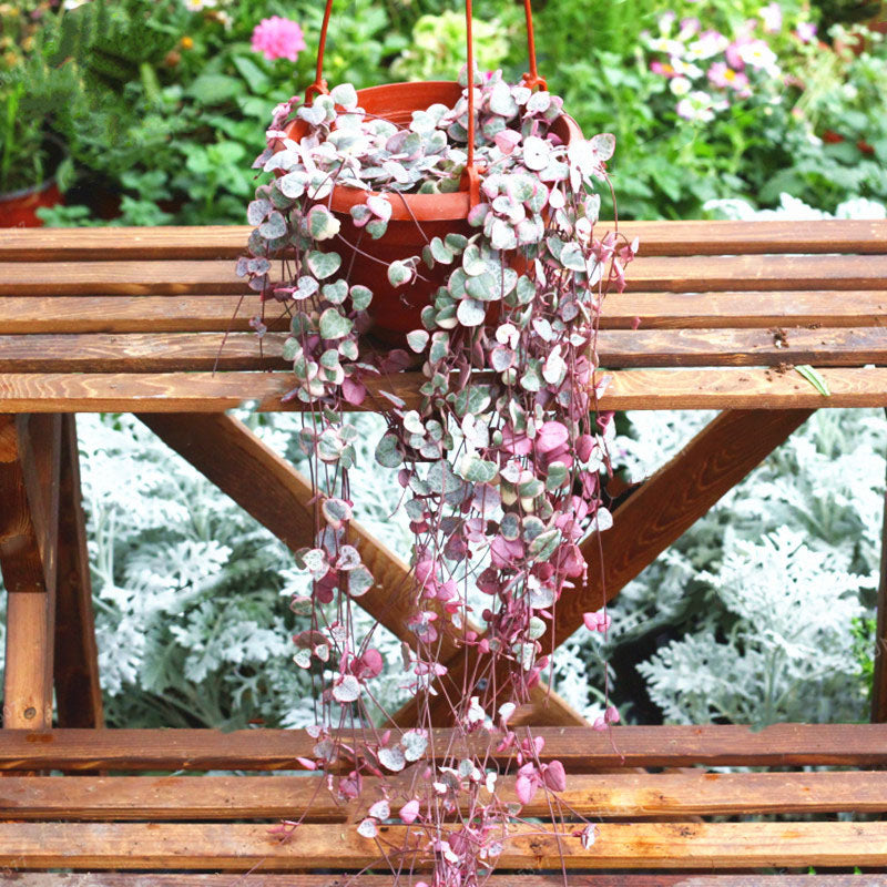 Egrow 100Pcs/Bag Ceropegia Succulent Seeds Garden Indoor Rare Flower Bonsai Plant Seed