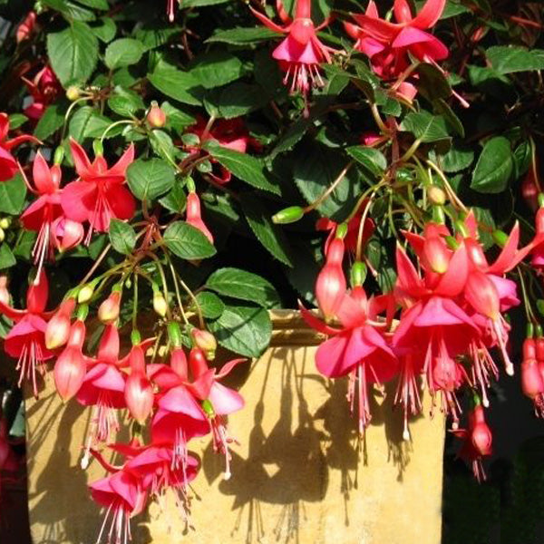 Egrow 10Pcs Gardening Abutilon Striatum Flower Seeds Bonsai Plant Home Gardening Decoration