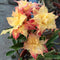20 PCS Genuine Adenium Obesum Desert Rose Seeds Flower Bonsai Plant DIY Home Grden Seeds