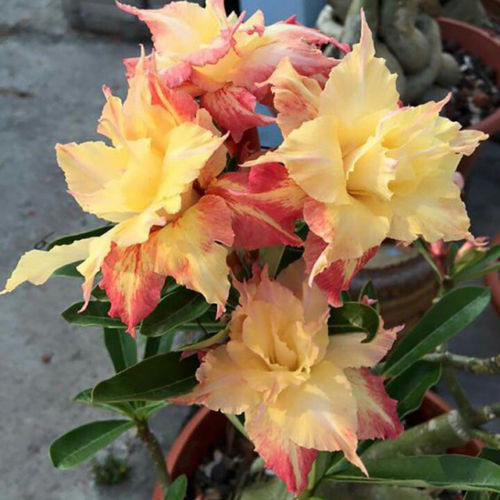 20 PCS Genuine Adenium Obesum Desert Rose Seeds Flower Bonsai Plant DIY Home Grden Seeds