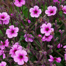 Egrow 100 Pcs/Pack Univalve Geranium Seeds Perennial Flower Pelargonium Seeds for Indoor Room