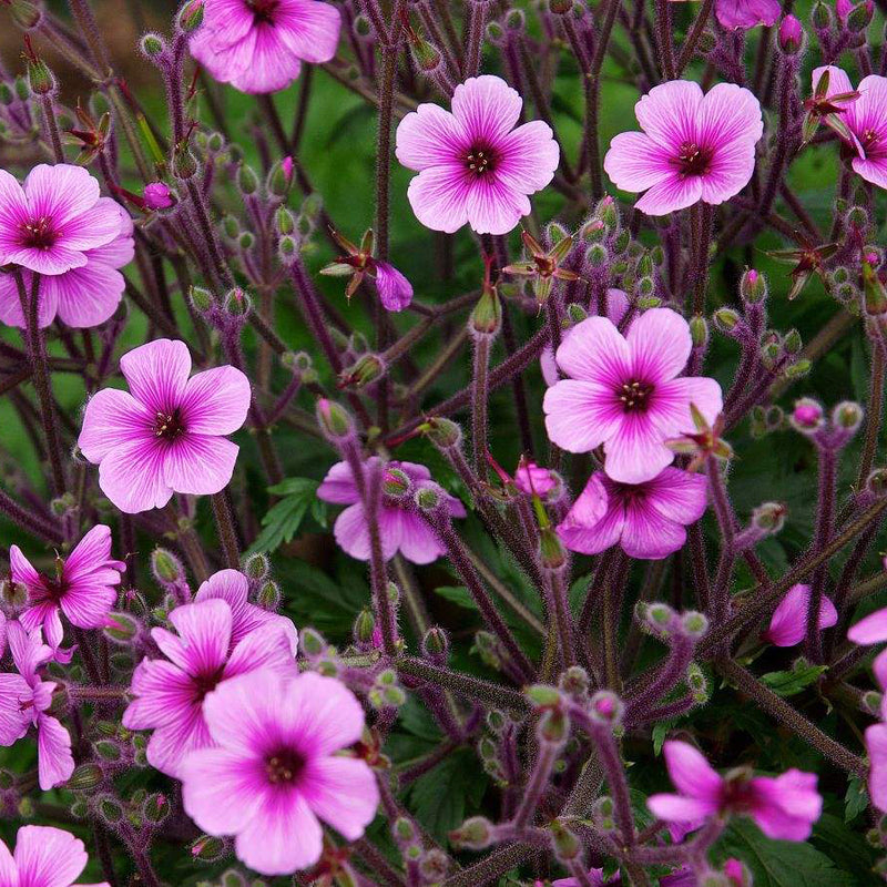 Egrow 100 Pcs/Pack Univalve Geranium Seeds Perennial Flower Pelargonium Seeds for Indoor Room