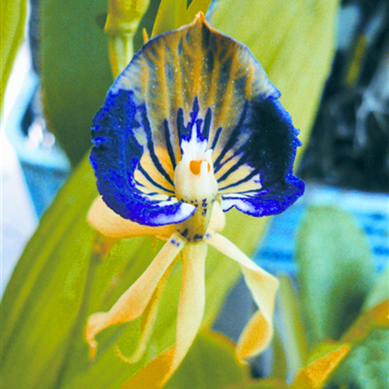 Egrow 100Pcs/Pack Orchid Seeds Yellow Octopus Orchid Rare Flower Bonsai For Home Garden Planting Flowering Plants