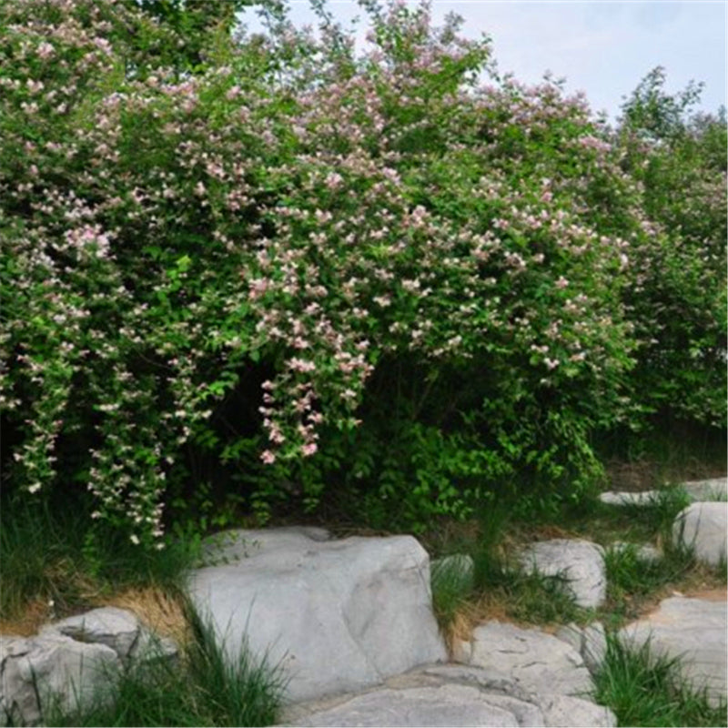 Egrow 50 Pcs/Pack Kolkwitzia Seeds Kolkwitzia Tree Plant Kolkwitzia Amabilis Geaebn