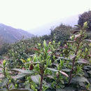 Egrow 130 Pcs/Pack Green Tea Seeds Green Teea Tree Semente Plant Chinese Tea