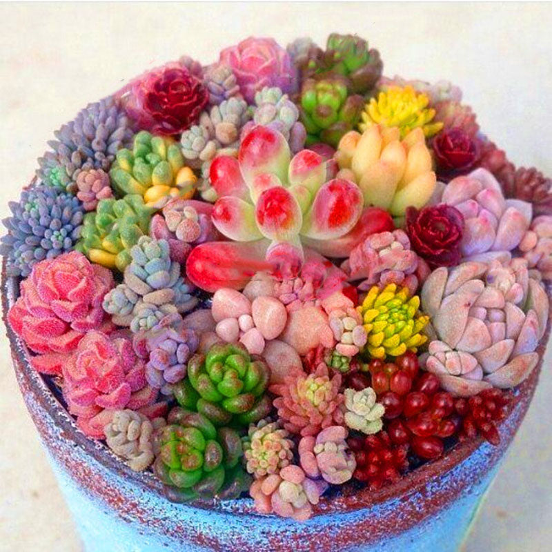 Egrow 200 Pcs/Pack  Succulent Seeds Rare Succulent Plante Flower Bonsai Living Stone Bonsai Mini Garden Plant.