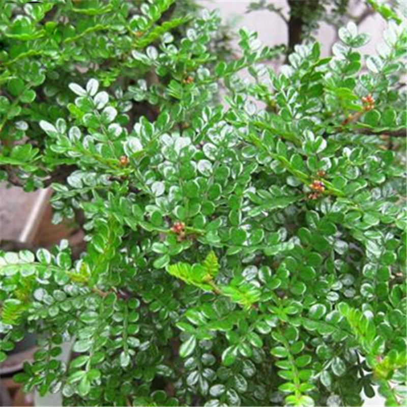 Egrow 30 Pcs/Pack Pistacia Weinmannifolia Tree Seeds Pistacia Weinmannifolia Tree Plant Pistacia Weinmannifolia