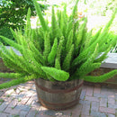 Egrow 100Pcs/Bag Rare Foxtail Seeds Ornamental Bonsai Plants Perennial Poaceae Bristlegrass Seeds