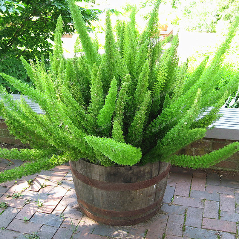 Egrow 100Pcs/Bag Rare Foxtail Seeds Ornamental Bonsai Plants Perennial Poaceae Bristlegrass Seeds