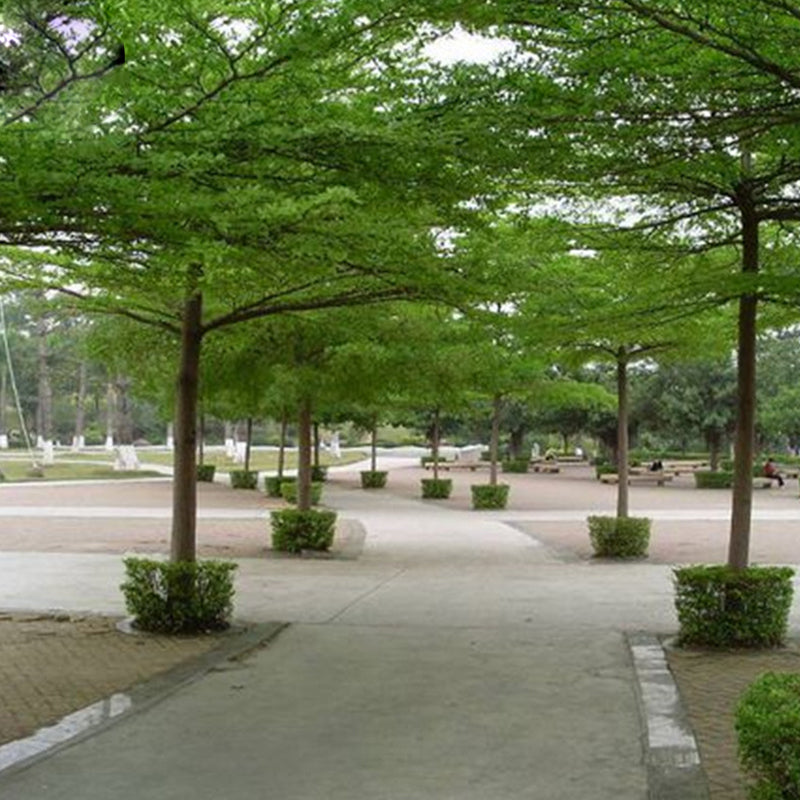 Egrow 30 Pcs/Pack Terminalia Seeds Terminalia Mantaly Tree Madagascar Almond Tree