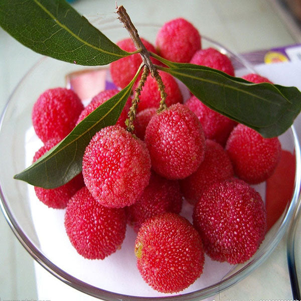 Egrow 10Pcs/Pack Arbutus Seeds Delicious Sweet Sour Chinese Fruit Seeds Farm Garden Plants Tree Seed