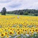 Egrow 30Pcs/Pack Giant Sunflower Seeds Home Garden Planting Ornamental Plants