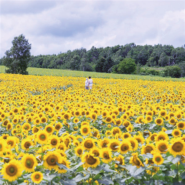 Egrow 30Pcs/Pack Giant Sunflower Seeds Home Garden Planting Ornamental Plants