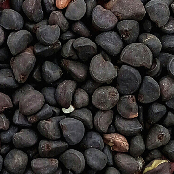 Egrow 20Pcs/Pack Morning Glory Seeds Heavenly Blue Flowers Gardening Path Decorations